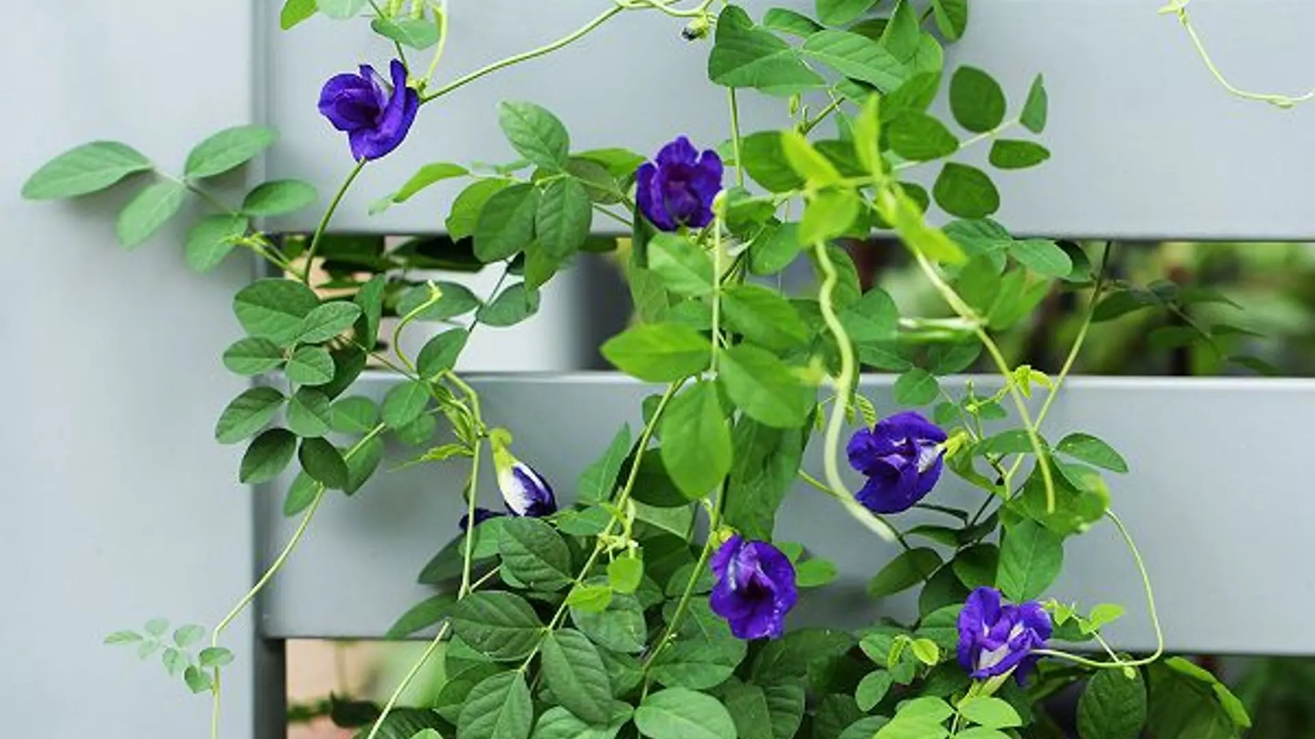 Hỗ trợ trí não – giảm căng thẳng, thư giãn tinh thần